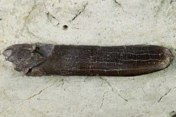 Sauropod Dinosaur (Diplodocus) Tooth - Colorado #169016